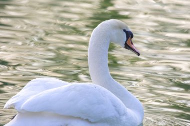 yüzen zarif beyaz kuğu gölette. Tüylü hayvanlar.