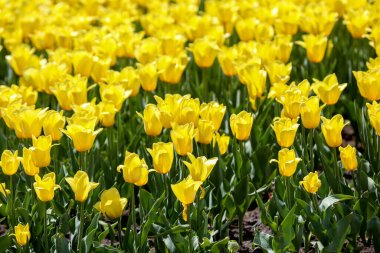 Taze açan sarı lale çayırı.