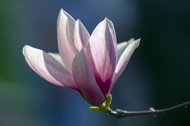 Çiçek açan bahar manolya çiçeğinin açık pembe kafası. Botanik ve çiçekler