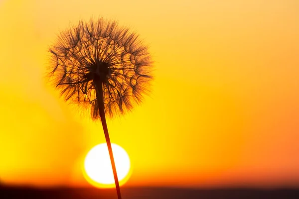 Silhueta Dente Leão Contra Céu Pôr Sol Natureza Botânica Flores — Fotografia de Stock