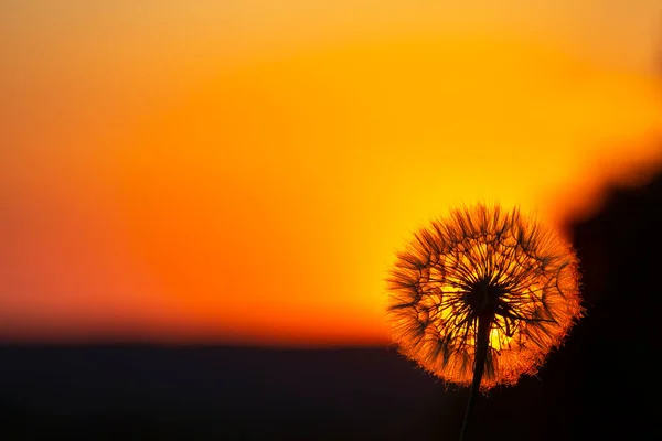 Silhueta Dente Leão Contra Céu Pôr Sol Natureza Botânica Flores — Fotografia de Stock