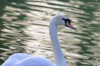 yüzen zarif beyaz kuğu gölette. Tüylü hayvanlar.