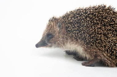 Erinaceus europaeus. Beyaz arka planda Avrupa 'da yaygın kirpi