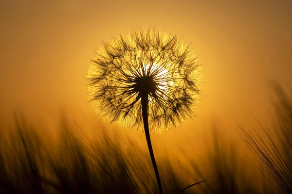 Dente Leão Fundo Sol Poente Natureza Botânica Floral — Fotografia de Stock