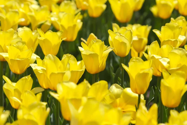 Duża Łąka Świeżo Kwitnących Żółtych Tulipanów Zbliżyć — Zdjęcie stockowe
