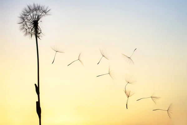 Karahindiba Tohumları Günbatımı Gökyüzünün Arka Planında Uçuyor Doğanın Bitkisel Bitkileri — Stok fotoğraf