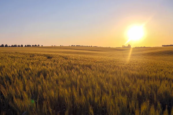 Juicy Wheat Field Bright Sunlight — Stock Photo, Image