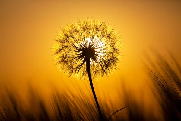 Löwenzahn Auf Dem Hintergrund Der Untergehenden Sonne Natur Und Florale — Stockfoto