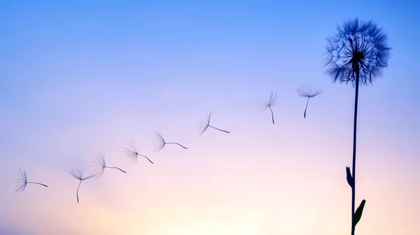 Günbatımı Gökyüzünün Arka Planında Uçan Karahindiba Tohumlarının Siluetleri Çiçeklerin Doğası — Stok fotoğraf