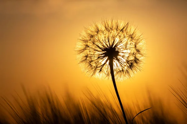 Silhouette Eines Löwenzahns Auf Dem Hintergrund Eines Sonnigen Sonnenuntergangs Einem — Stockfoto