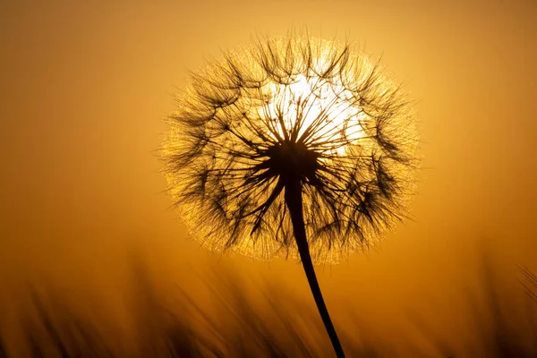 Löwenzahn Auf Dem Hintergrund Der Untergehenden Sonne Natur Und Florale — Stockfoto