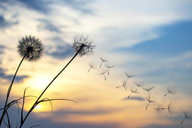 Karahindiba tohumları günbatımı gökyüzünün arka planında uçuyor. Doğanın bitkisel bitkileri