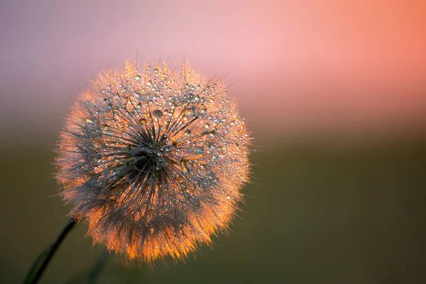 Maskros Blomma Med Droppar Morgondagg Natur Och Blommig Botan — Stockfoto