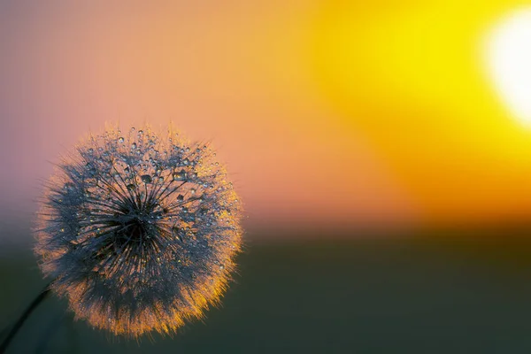 Одуванчик Фоне Заходящего Солнца Природа Растительная Ботаника — стоковое фото