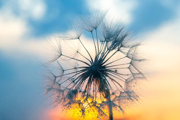 Löwenzahnblüte Mit Tropfen Morgentau Auf Dem Hintergrund Der Sonne Natur — Stockfoto