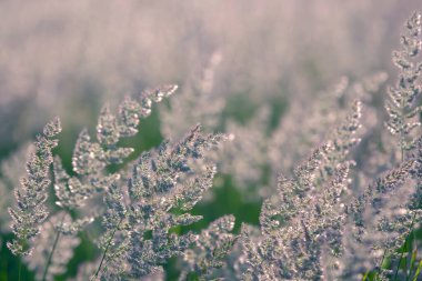 Arka planda çimenler ve çiçekler. Doğa ve çiçek bitkisi
