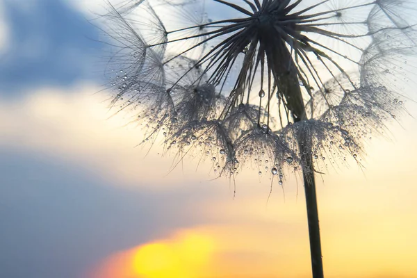 Löwenzahnblüte Mit Tropfen Morgentau Auf Dem Hintergrund Der Sonne Natur — Stockfoto