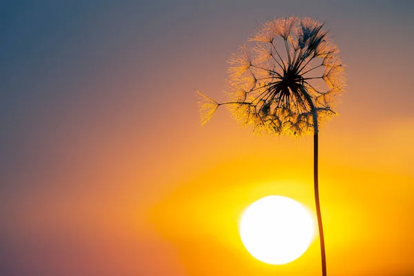 Flor Diente León Con Gotas Rocío Matutino Fondo Del Sol — Foto de Stock