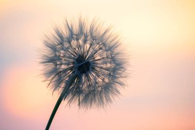 Batan güneşin arka planında karahindiba. Doğa ve çiçek bitkisi