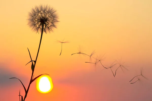 Silhouette Von Löwenzahnblütensamen Die Vor Dem Hintergrund Der Abendsonne Und — Stockfoto