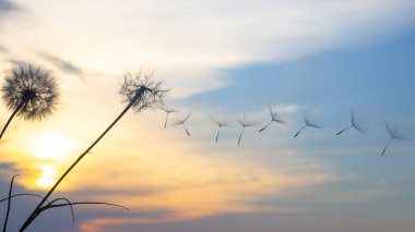 Karahindiba tohumları günbatımı gökyüzünün arka planında uçuyor. Doğanın bitkisel bitkileri