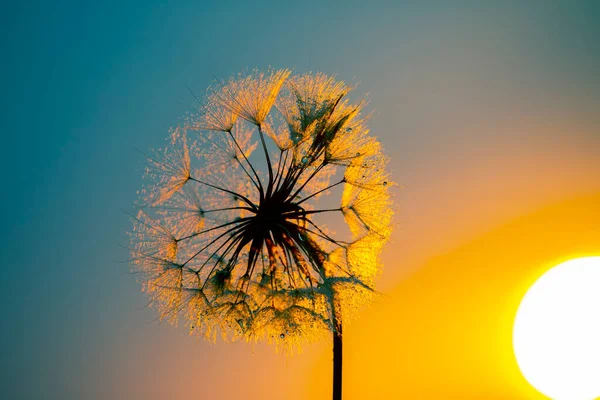 Dandelion Flower Drops Morning Dew Background Sun Nature Floral Botany — Stock Photo, Image