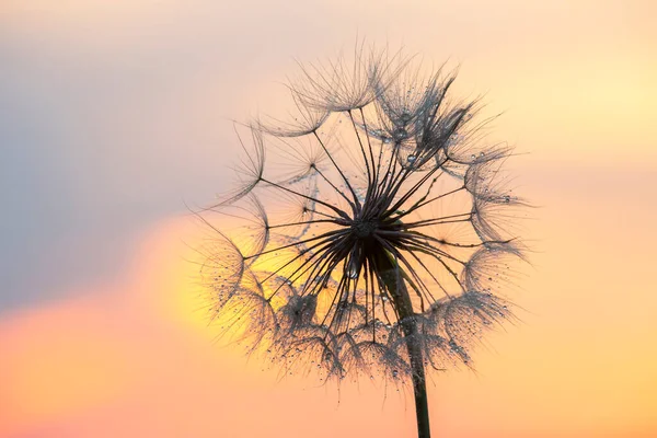 Silhouette Einer Löwenzahnblüte Gegenlicht Mit Tropfen Morgentau Natur Und Florale — Stockfoto