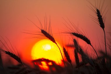 Gün batımından sonra buğday kulağı silueti