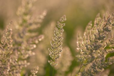 Arka planda çimenler ve çiçekler. Doğa ve çiçek bitkisi