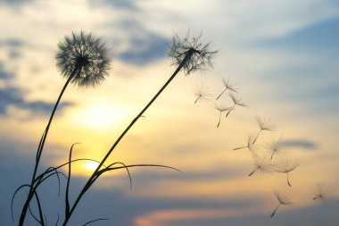 Karahindiba tohumları günbatımı gökyüzünün arka planında uçuyor. Doğanın bitkisel bitkileri