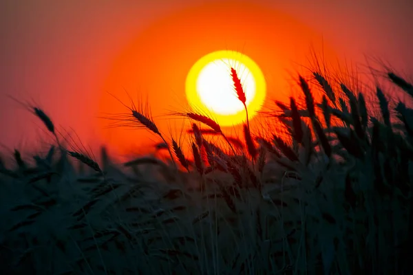 Silhouette Wheat Ears Sunset Closeup — Stock Photo, Image