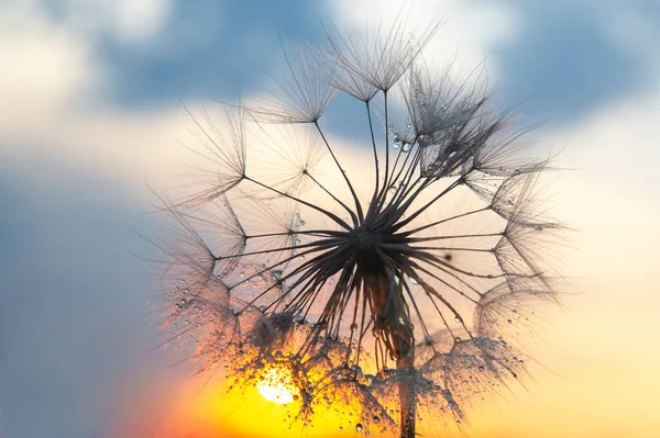 Löwenzahn Vor Dem Abendhimmel Natur Und Botanik Der Blumen — Stockfoto