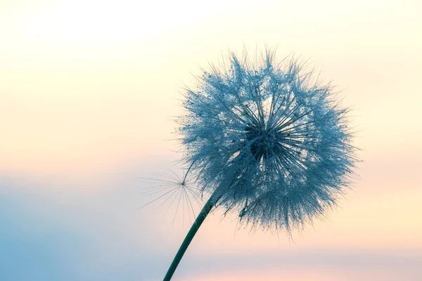 Löwenzahn Gegenlicht Mit Morgentautropfen Natur Und Florale Botanik — Stockfoto