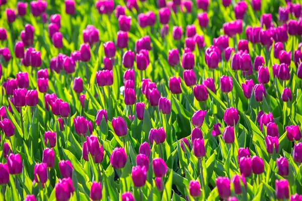 Stort Fält Blommande Röda Tulpaner Blommor Och Botanik — Stockfoto