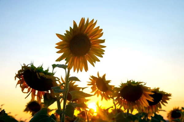 Sunflower Flower Field Sunbeams Sky Agriculture Agroindustry — Stock Photo, Image