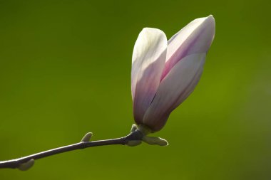 Çiçek açan bahar manolya çiçeğinin açık pembe kafası. Botanik ve çiçekler