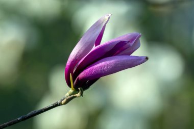 Çiçek açan bahar manolya çiçeğinin açık pembe kafası. Botanik ve çiçekler