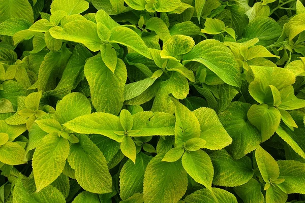 Dense Meadow Green Foliage Flowering Period — Stock Photo, Image