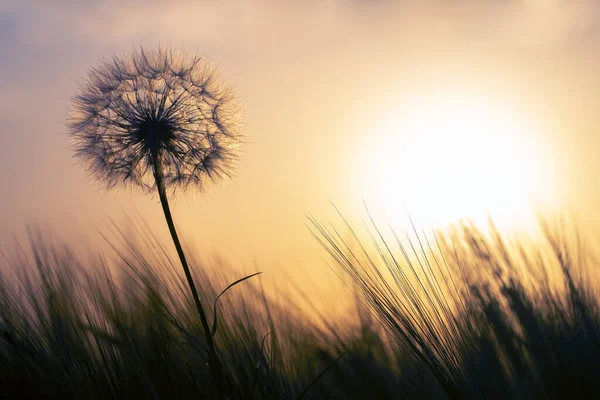 Silueta Diente León Sobre Fondo Una Puesta Sol Soleada Campo — Foto de Stock