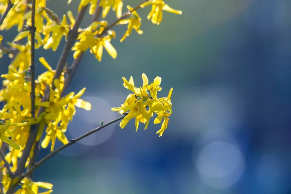 Fiori Selvatici Gialli Sfondo Sfocato — Foto Stock