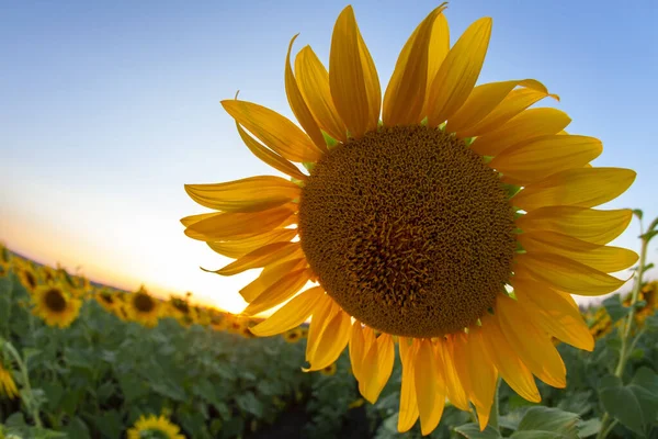 Sunflower Flower Field Sunbeams Sky Agriculture Agroindustry — Stock Photo, Image