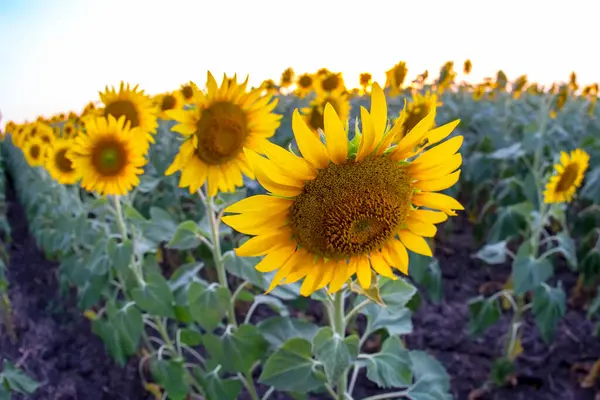 Large Field Blooming Sunflowers Agronomy Agriculture — Stock Photo, Image