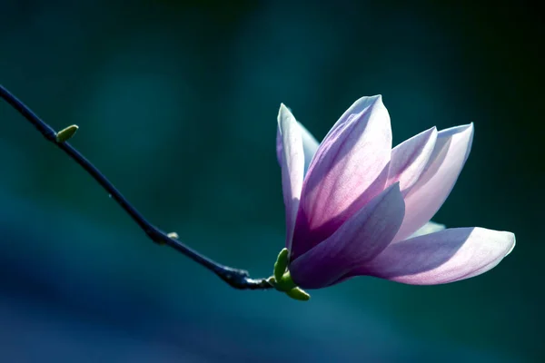 Jasnoróżowa Głowa Kwitnącego Wiosennego Kwiatu Magnolii Botanika Kwiaty — Zdjęcie stockowe