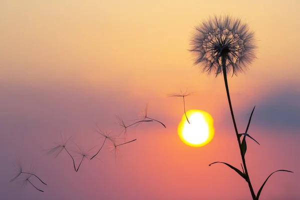 夕日の空の背景にタンポポの種を飛んでシルエット 花の自然と植物 — ストック写真