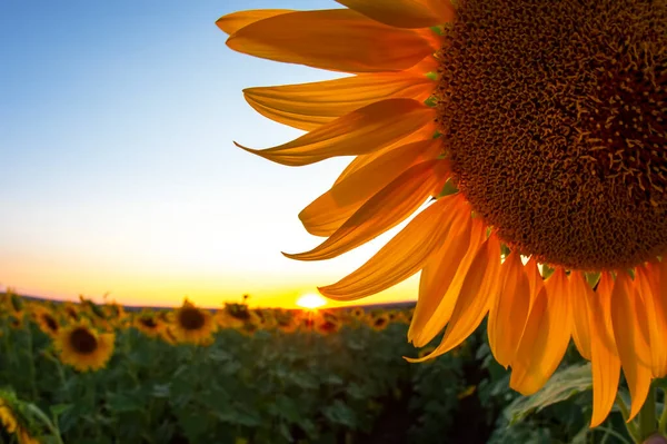 Sunflower Flower Field Sunbeams Sky Agriculture Agroindustry — Stock Photo, Image