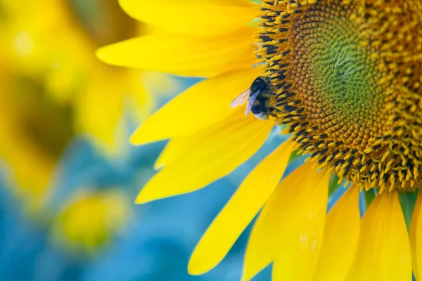 Blooming Sunflower Close Agronomy Agriculture Botany — Stock Photo, Image