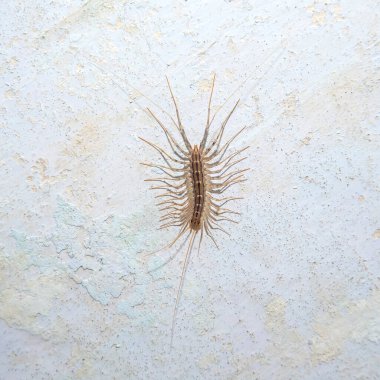 Beton bir duvarda eklem bacaklı böcek kırkayak yakalayıcısı.