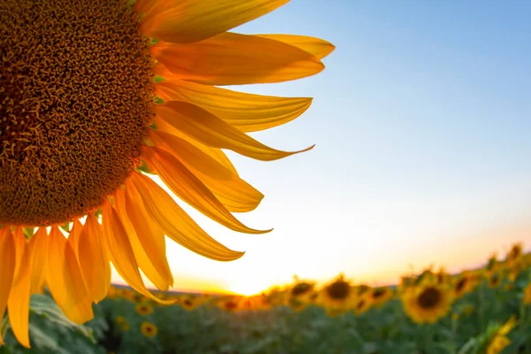 Sunflower Flower Field Sunbeams Sky Agriculture Agroindustry — Stock Photo, Image