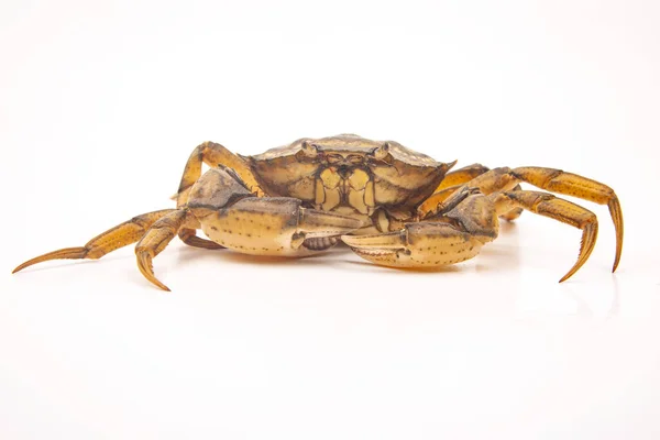 Granchio Mare Giallo Sfondo Bianco — Foto Stock