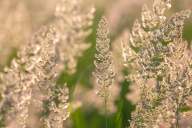 Arka planda çimenler ve çiçekler. Doğa ve çiçek bitkisi